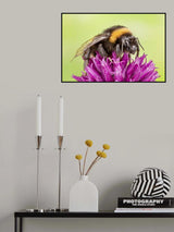 bee Poster och Canvastavla