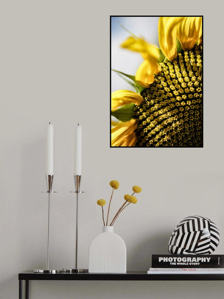 Sunflower Poster och Canvastavla