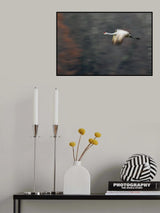 Sandhill Crane Flying Poster och Canvastavla