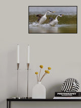 Let's go ...( grebes' dance ) Poster och Canvastavla
