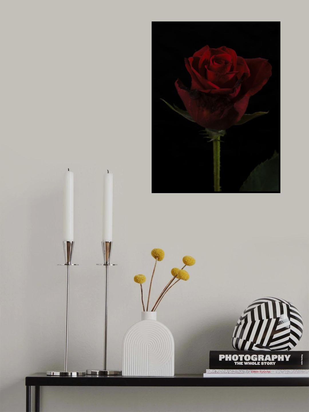 a beautiful red rose Poster och Canvastavla