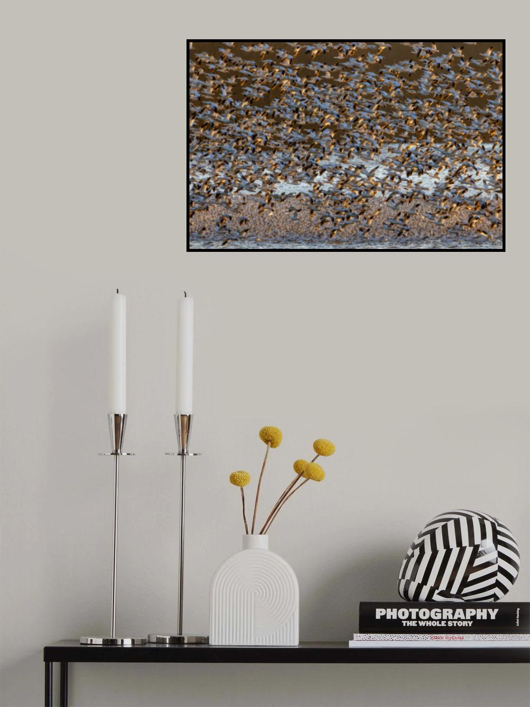 Snow Geese at Dawn Poster och Canvastavla