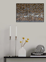 Snow Geese at Dawn Poster och Canvastavla