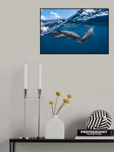 Dolphins Poster och Canvastavla
