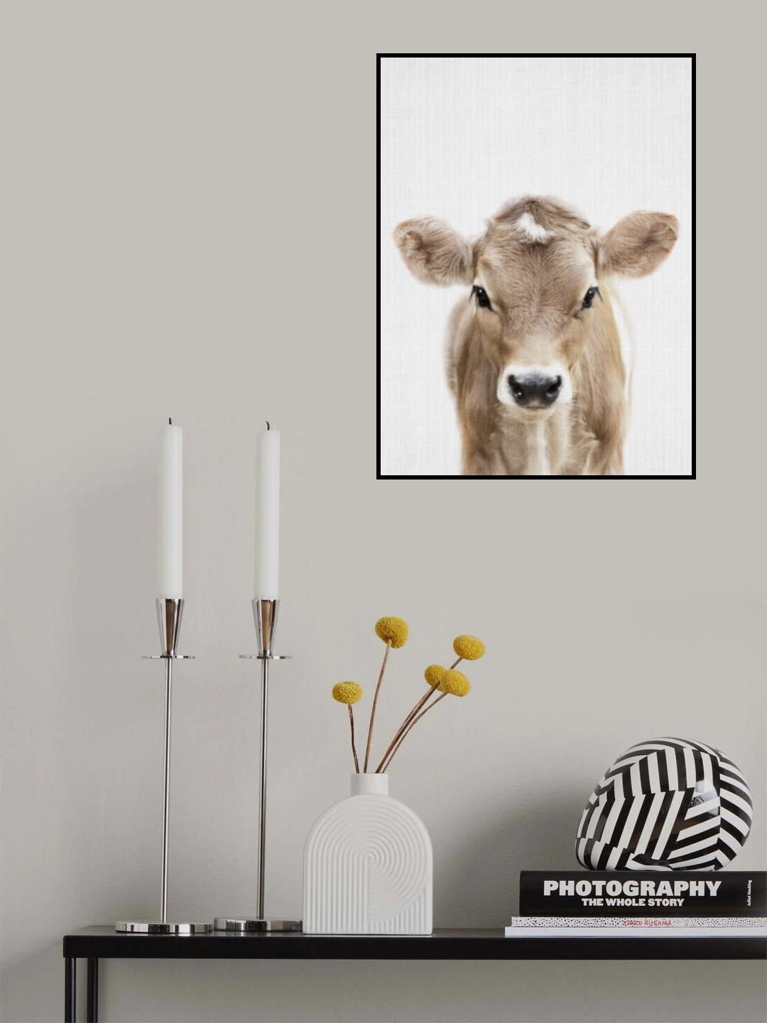 Peekaboo Baby Cow Poster och Canvastavla