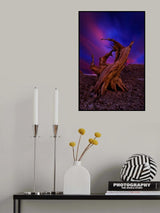Twisted and Ancient Poster och Canvastavla