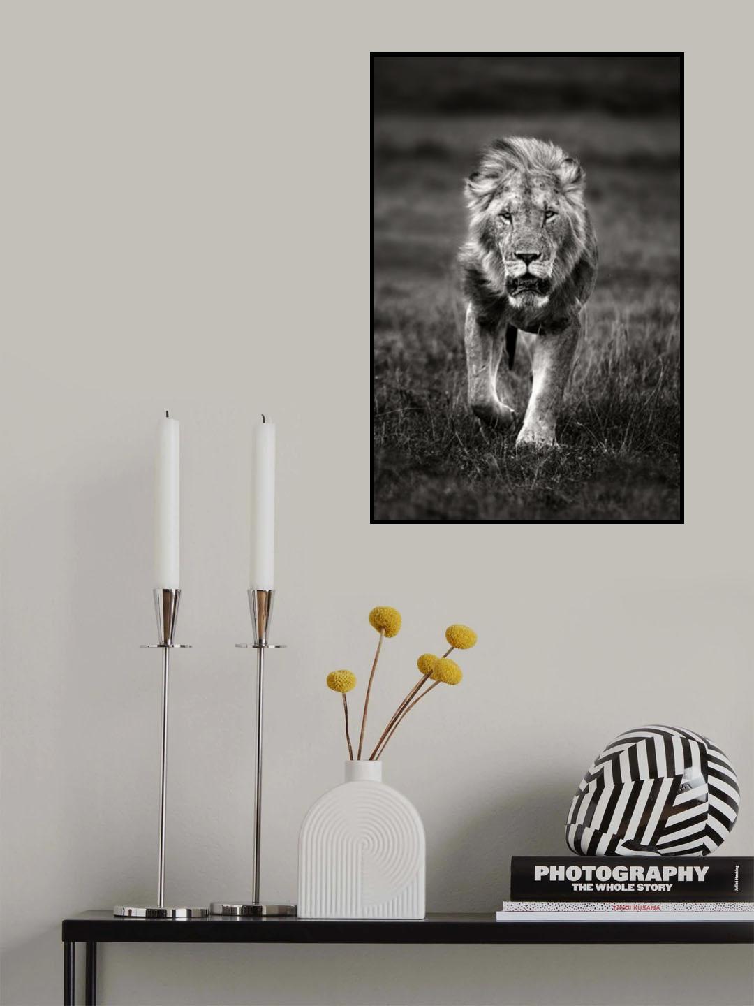 Lion patrolling Poster och Canvastavla