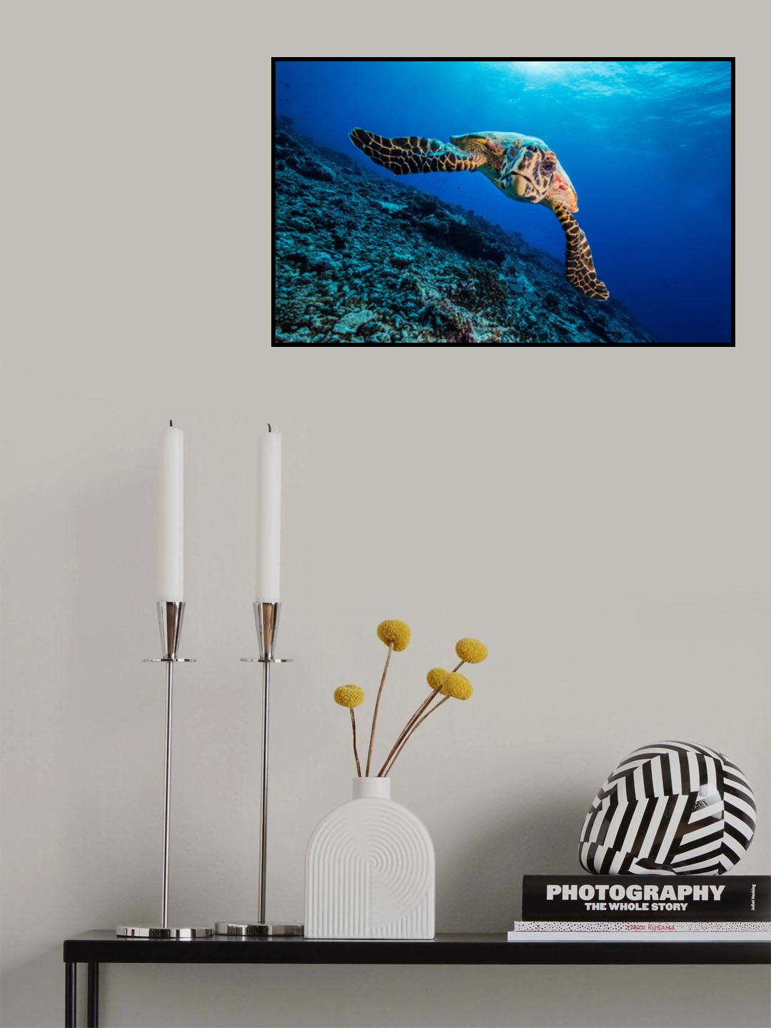 Turtle Poster och Canvastavla