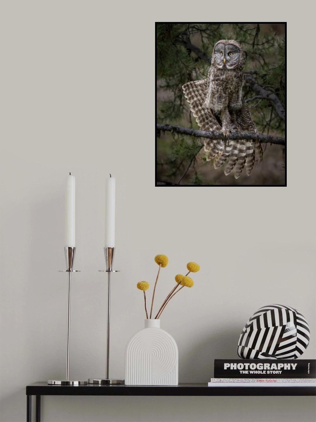 Stretching - Great Gray Owl Poster och Canvastavla