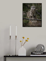 Stretching - Great Gray Owl Poster och Canvastavla