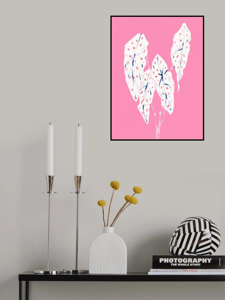 Begonia Maculata Pink Poster och Canvastavla