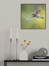 western bluebird with insect Poster och Canvastavla