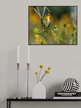 bullock's oriole Poster och Canvastavla