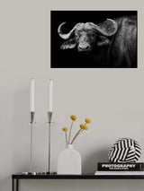 Dark Buffalo Poster och Canvastavla