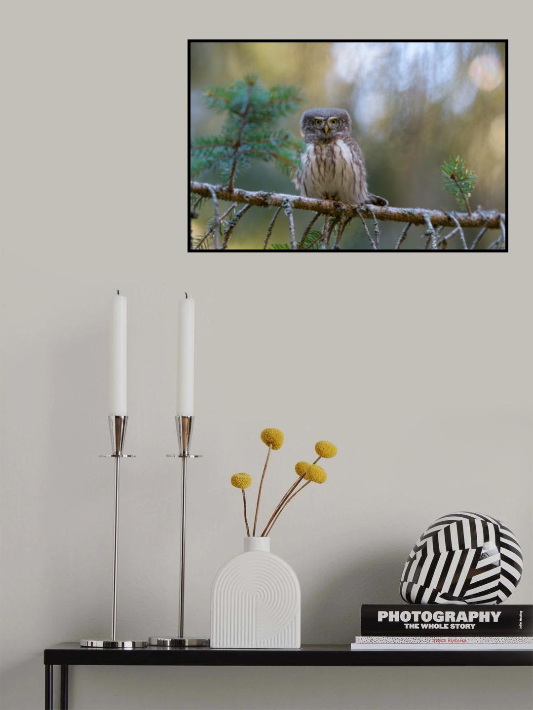 Pygmy Owl Poster och Canvastavla