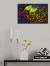 Yellow Blast at Holi Poster och Canvastavla