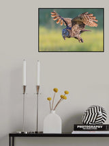 Great Grey Owl Poster och Canvastavla