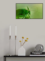 Antennal grooming Poster och Canvastavla
