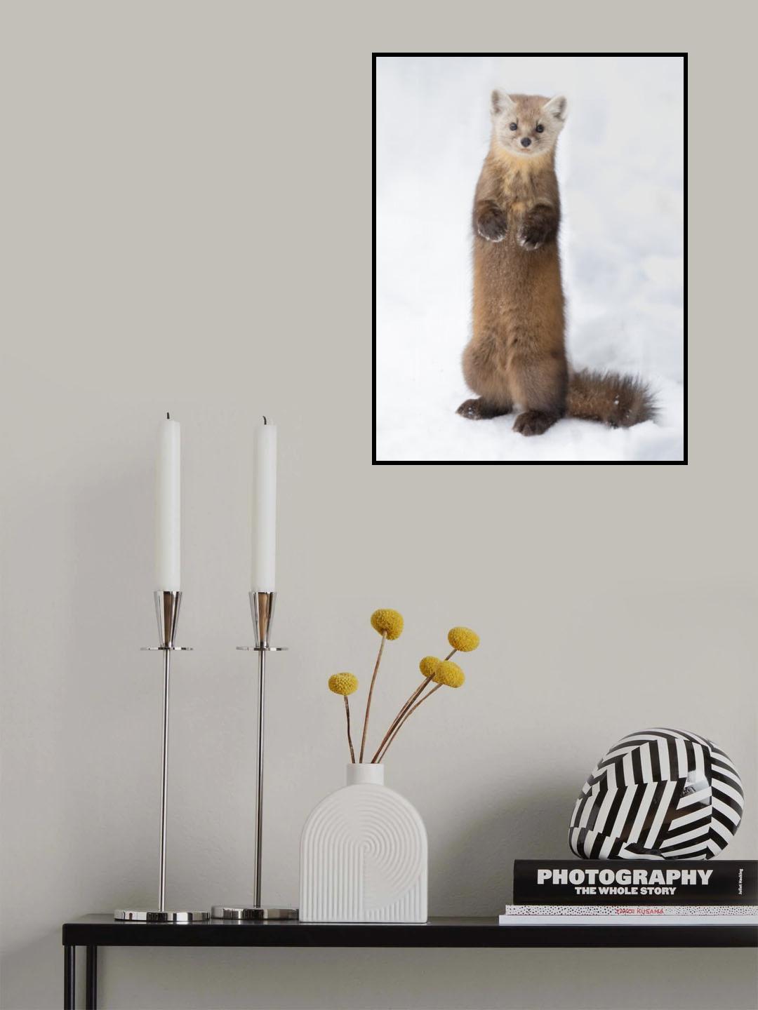 Pine Marten Poster och Canvastavla