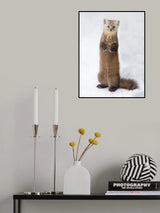 Pine Marten Poster och Canvastavla