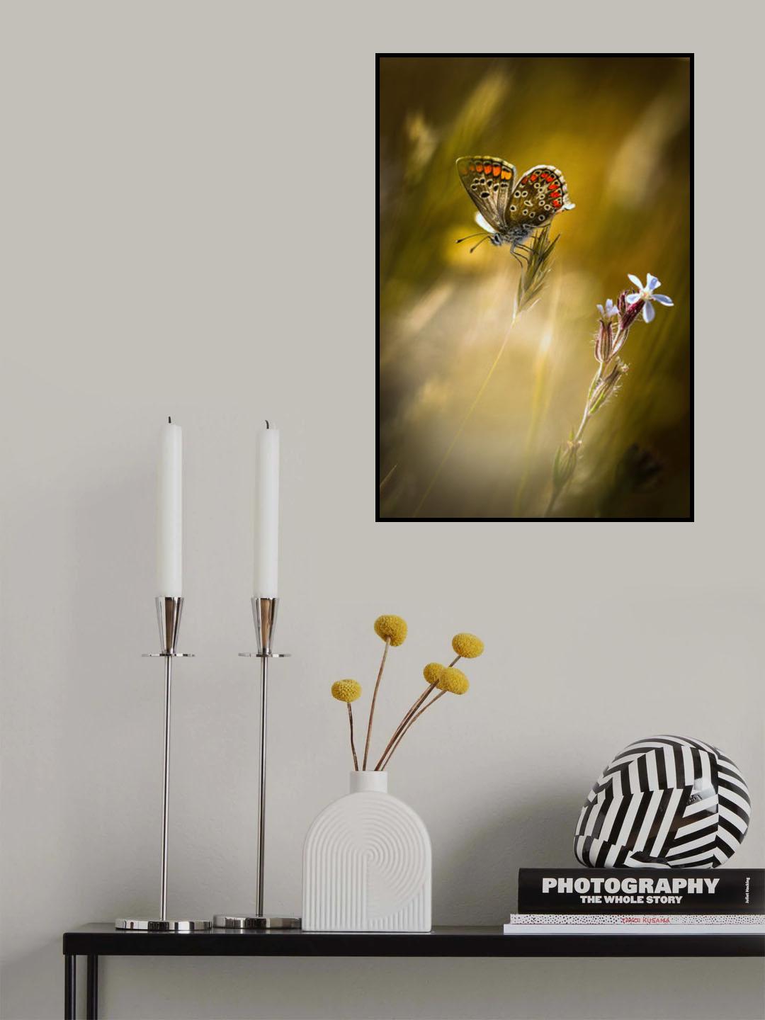 Argus à la fleur Poster och Canvastavla