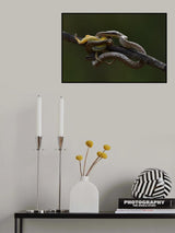 rhino rat snake Poster och Canvastavla