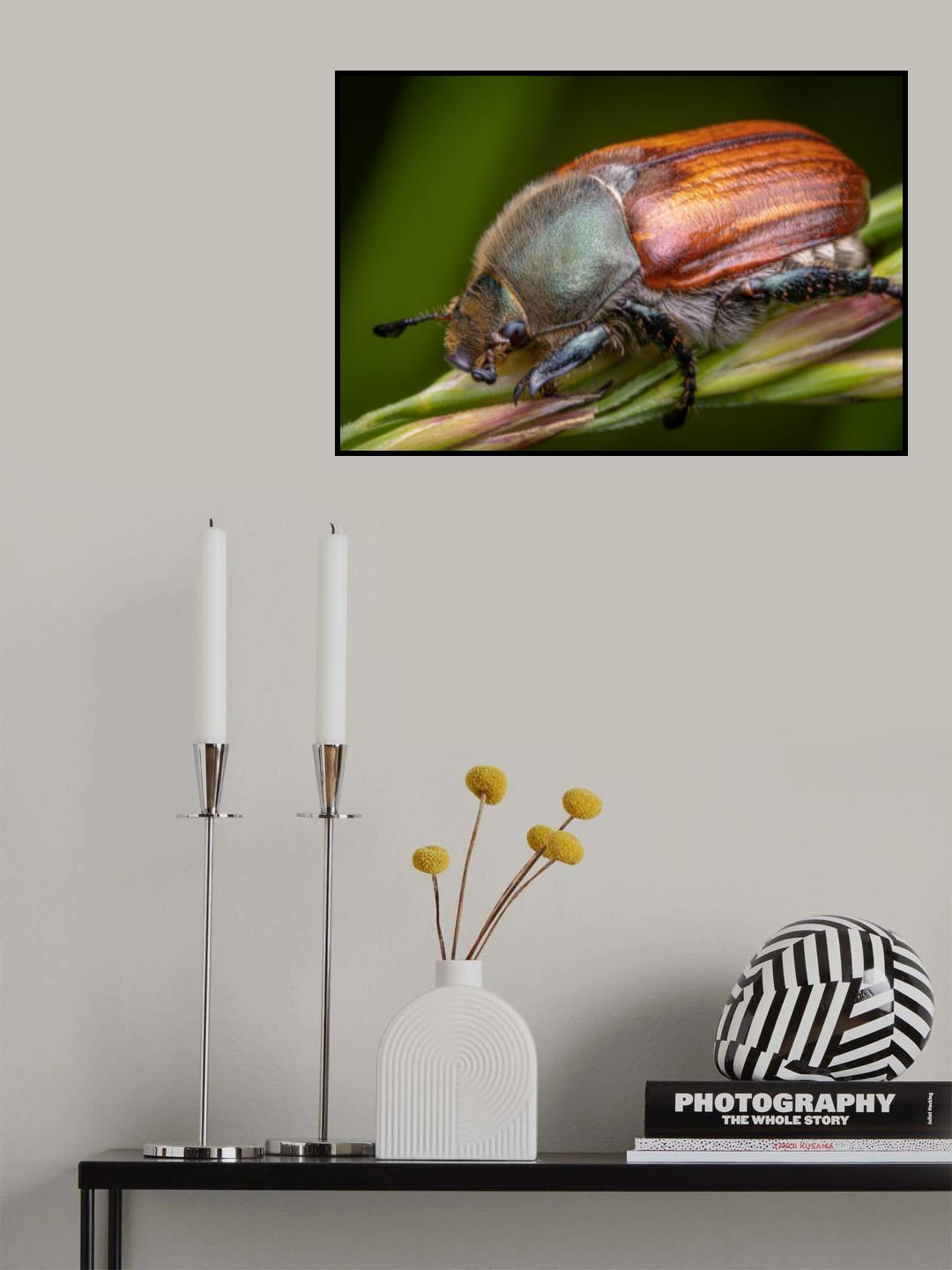 The chafer Poster och Canvastavla
