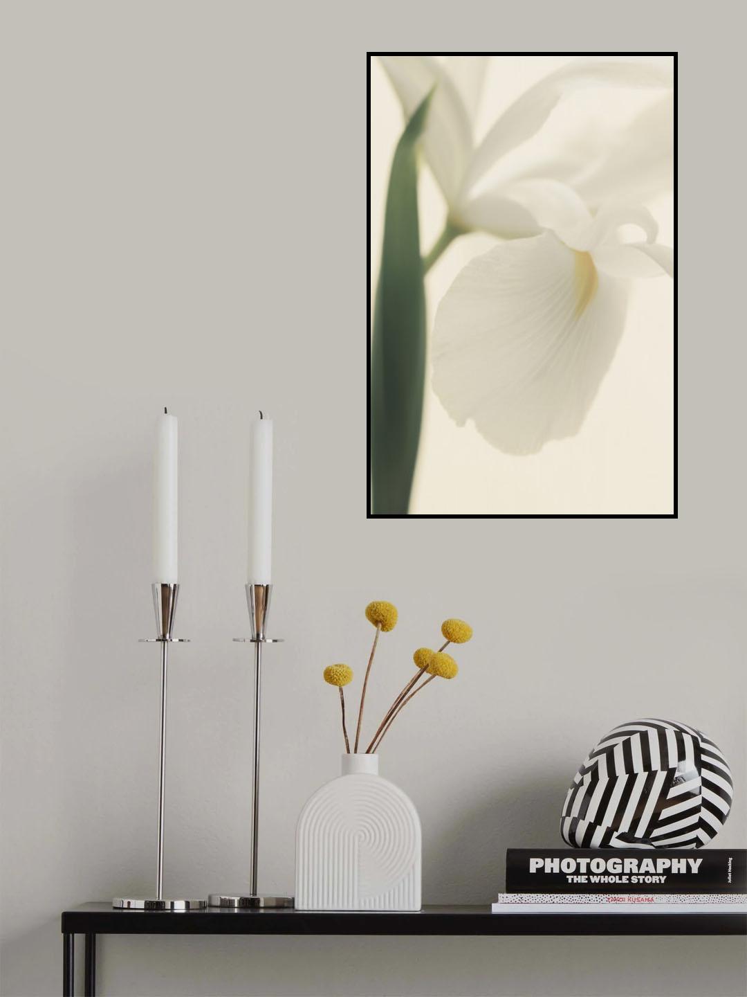 White Iris Flower Ii Pictufy Poster och Canvastavla