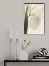 White Iris Flower Ii Pictufy Poster och Canvastavla