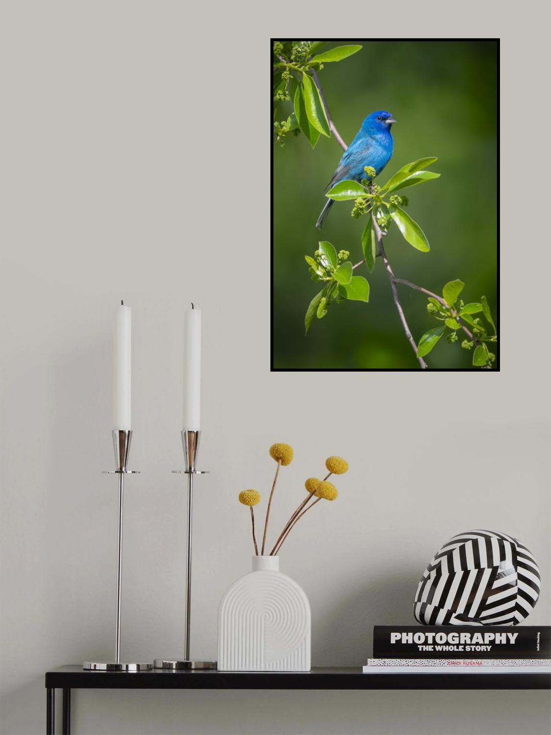 "Indigo Bunting" Poster och Canvastavla