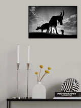 Herding Buffalos Poster och Canvastavla
