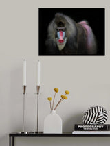 Mandrill Poster och Canvastavla