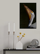Pelicon and Fish Poster och Canvastavla