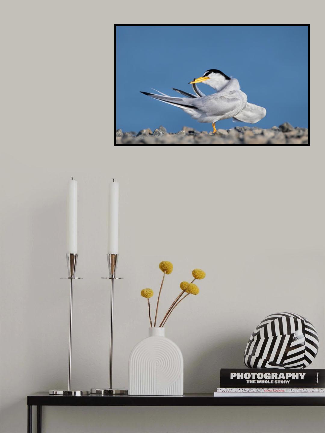 California least tern clean feather Poster och Canvastavla