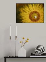 Sunflower Poster och Canvastavla