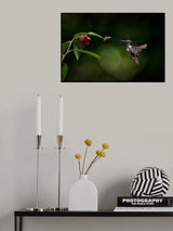 Volcano hummingbird vs Bee Poster och Canvastavla