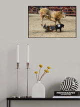 Bullrider Poster och Canvastavla
