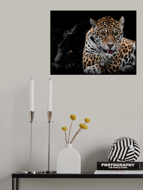 Mr and Mrs Jaguar - Panthera Onca Poster och Canvastavla
