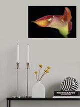 The Lemur Tree Frog and Calla Lily Poster och Canvastavla