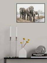 Four Elephants Poster och Canvastavla