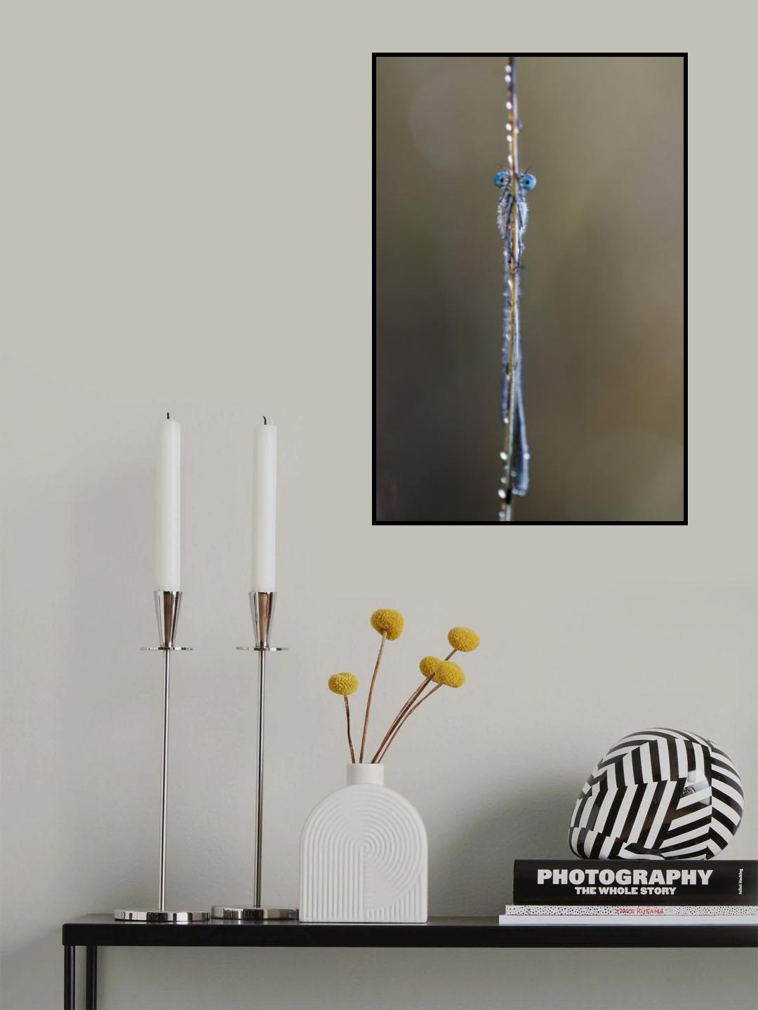 Common bluet Poster och Canvastavla