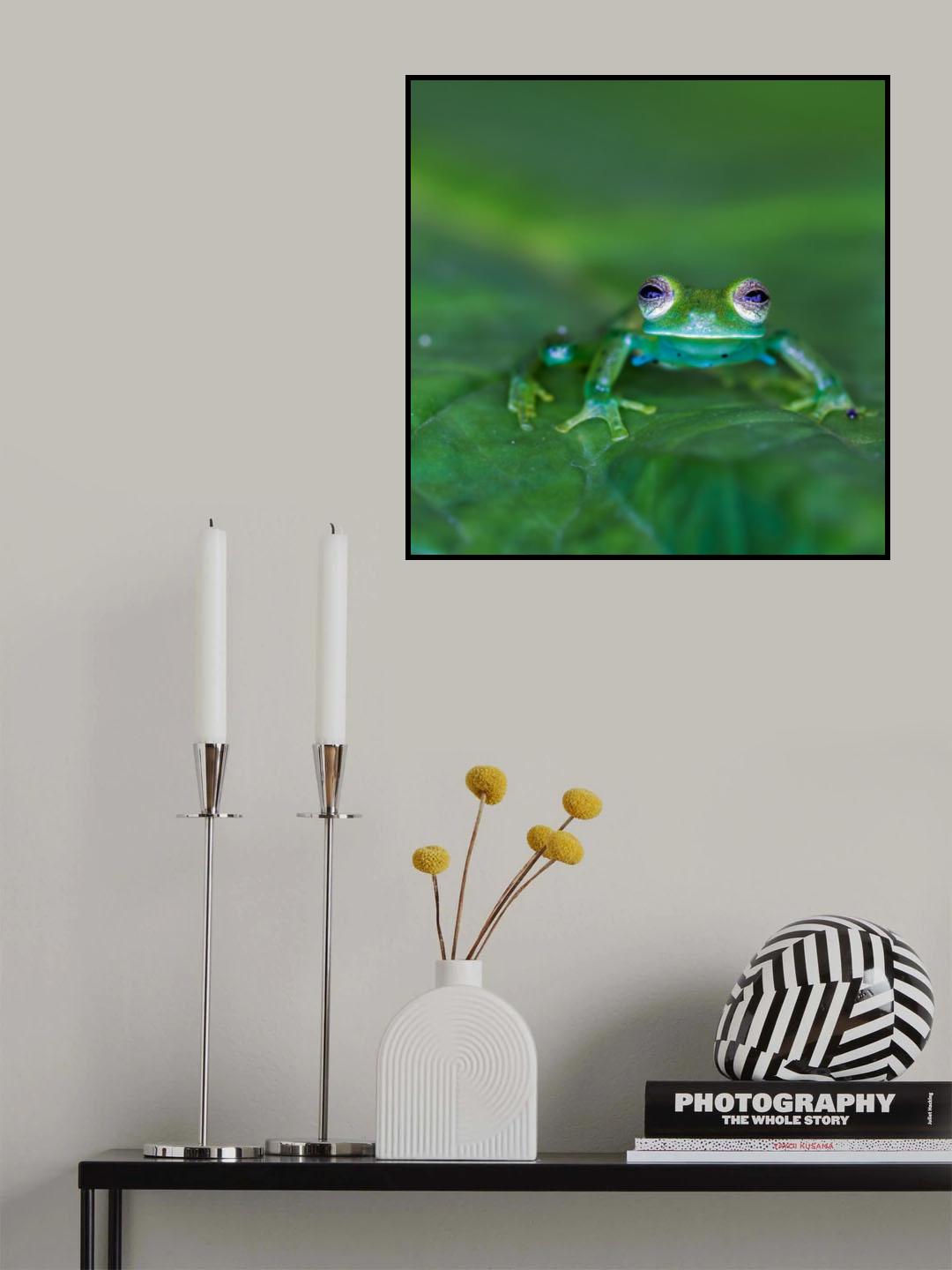 Glass frog Poster och Canvastavla