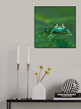 Glass frog Poster och Canvastavla
