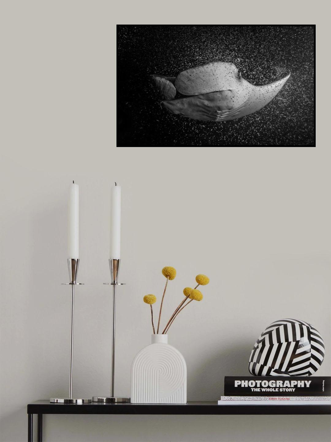 Feeding Manta Poster och Canvastavla