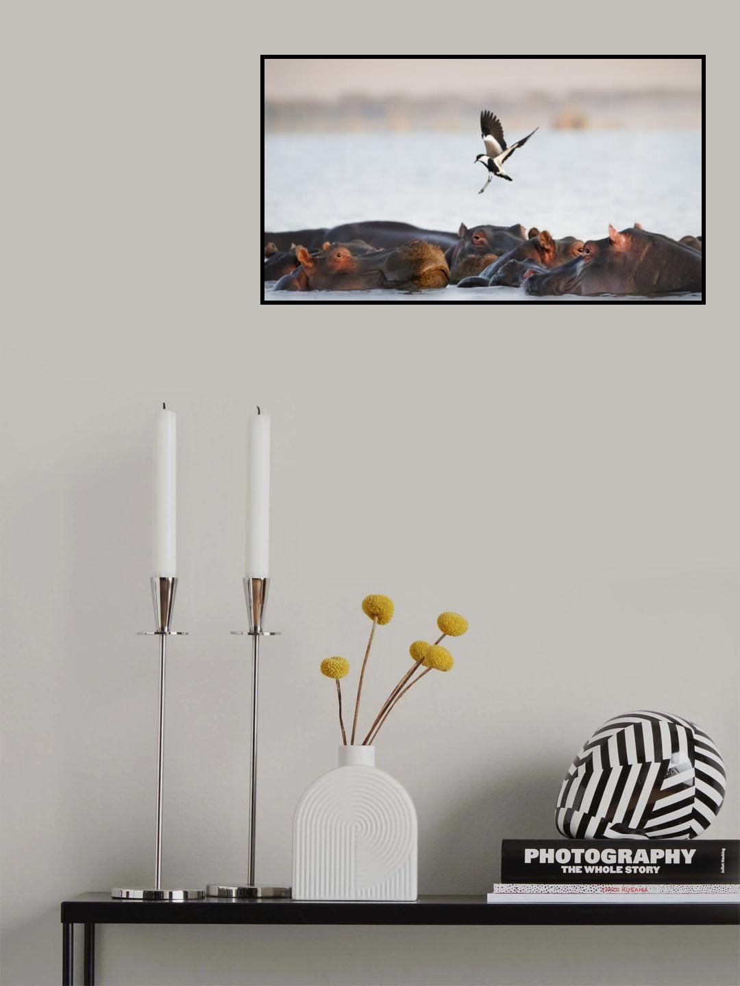 The Hippo Poster och Canvastavla