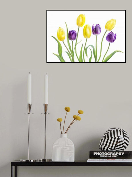 Tulip Poster och Canvastavla