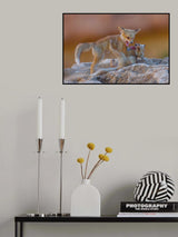 Fox family Poster och Canvastavla