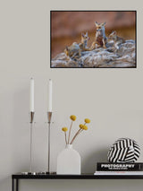 Fox family Poster och Canvastavla