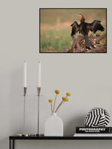 Black wings Poster och Canvastavla