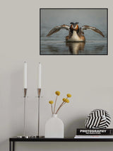 Great Crested Grebe Poster och Canvastavla